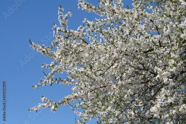 Obraz blossom in spring