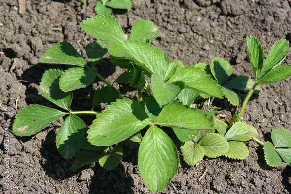 Obraz plants in a garden