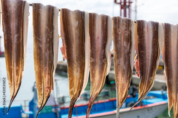 Fototapeta 穴子の天日干し