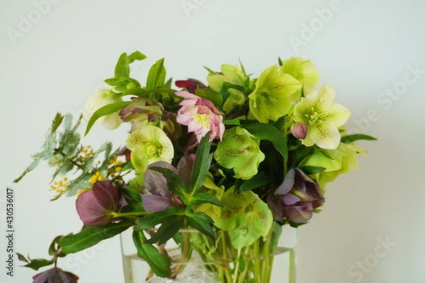 Obraz 今年も咲いたクリスマスローズの花
