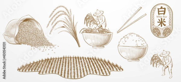 Fototapeta Vintage engraving rice elements