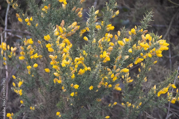 Fototapeta Gorse bush