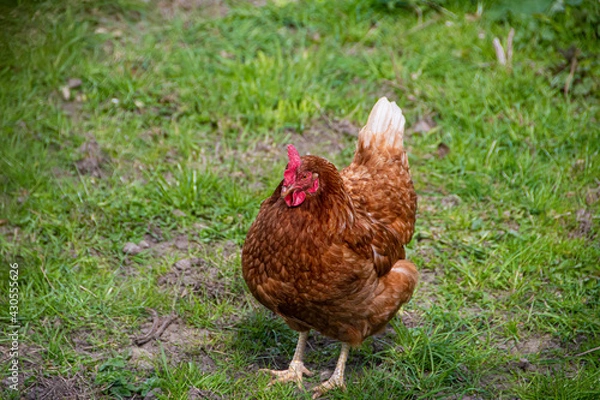 Obraz Brown Hen in a field