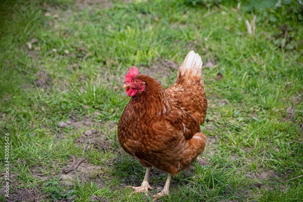 Obraz Brown Hen in a field