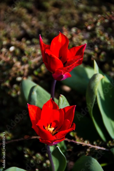 Fototapeta Small red tulips