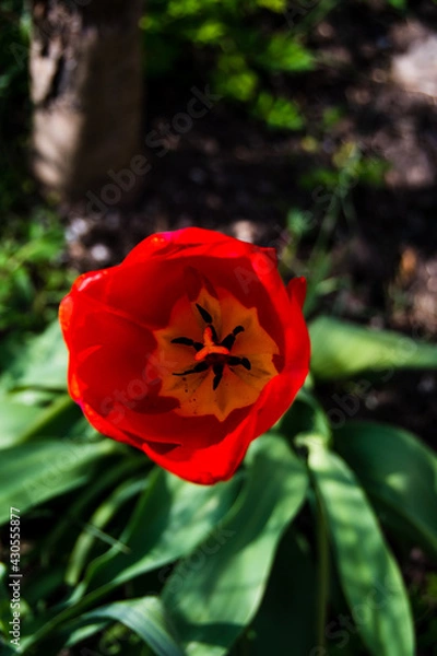 Fototapeta Red Tulip flower