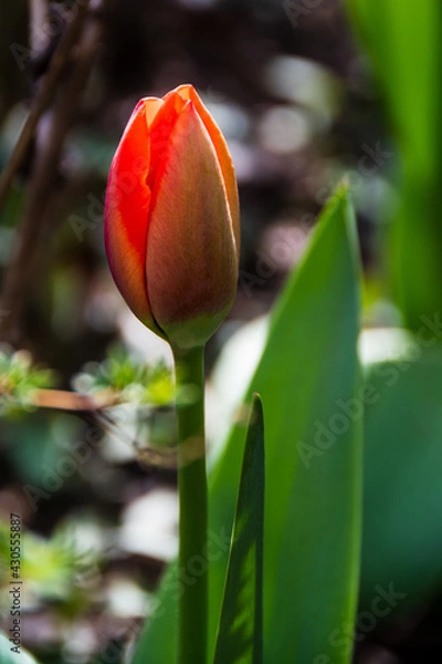 Fototapeta Red tulip bud