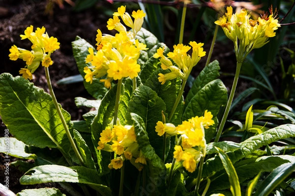 Obraz Cowslip flowers