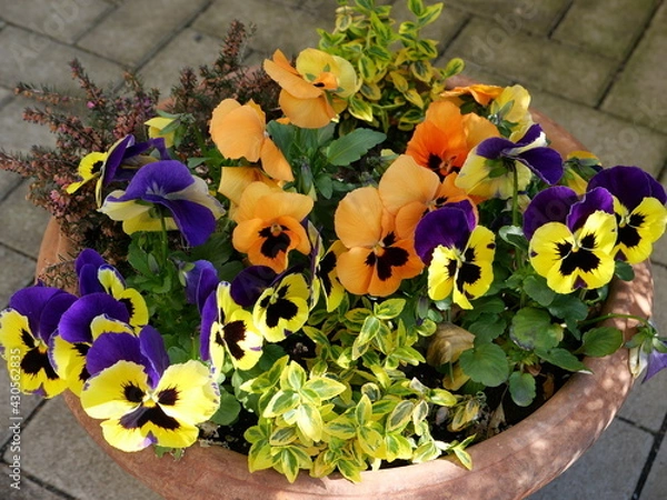 Obraz flowers in pots