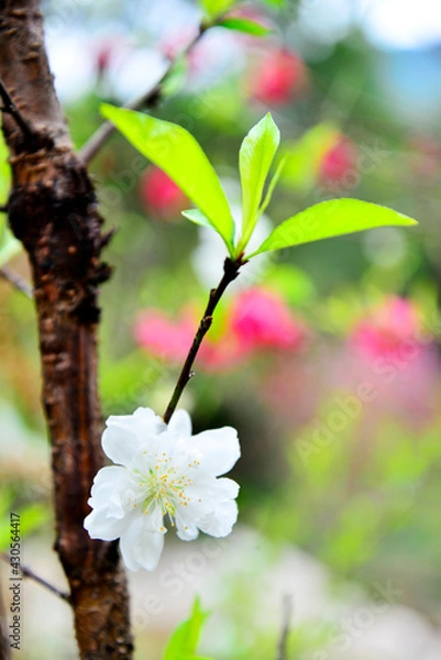 Obraz Almond flower_5