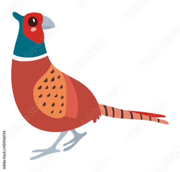 Obraz Pheasant
