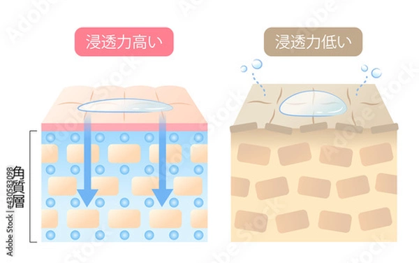 Obraz 浸透力の高い肌と低い肌　断面図