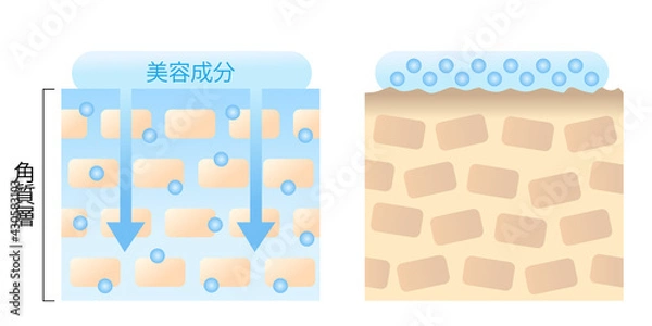 Obraz 浸透力の高い肌と低い肌　断面図