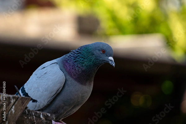 Fototapeta pigeon close up with blurry background and a lot of details
