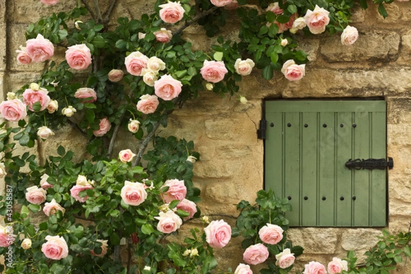 Fototapeta Rose Window
