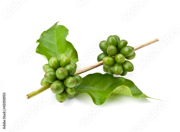 Fototapeta coffee beans.