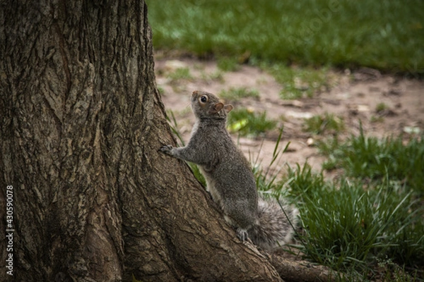 Obraz Squirrel 