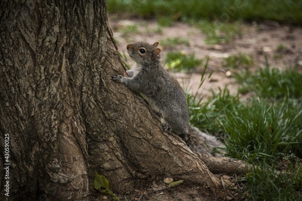 Obraz Squirrel 