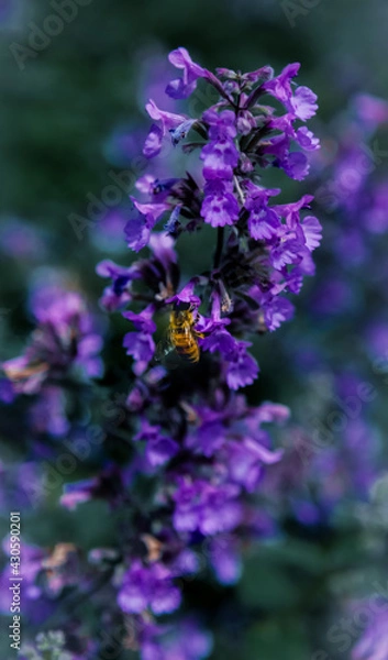 Obraz Bee pollinating Lavender