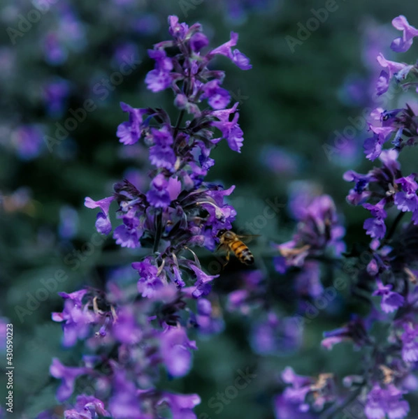 Obraz Bee pollinating Lavender