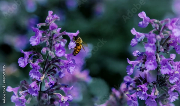 Obraz Bee pollinating Lavender