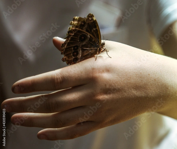 Obraz Moth on Hand