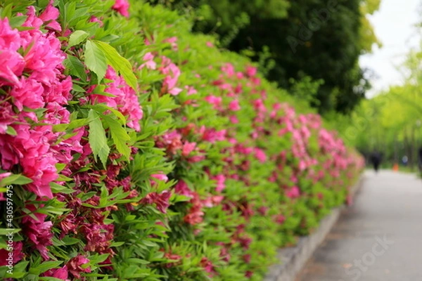 Fototapeta 大阪城公園　大阪　日本