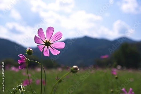 Fototapeta cosmos flower
