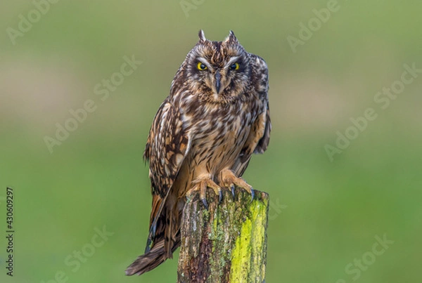 Fototapeta Short-eared owl Asio flammeus perched close up with aggressive posture
