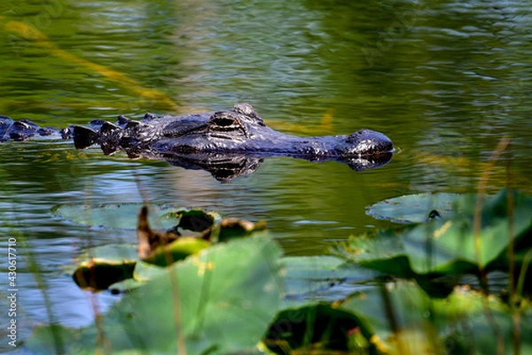 Obraz florida alligator