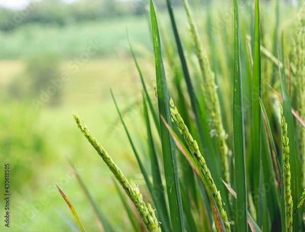 Fototapeta rice that grows with a green combination of yellow