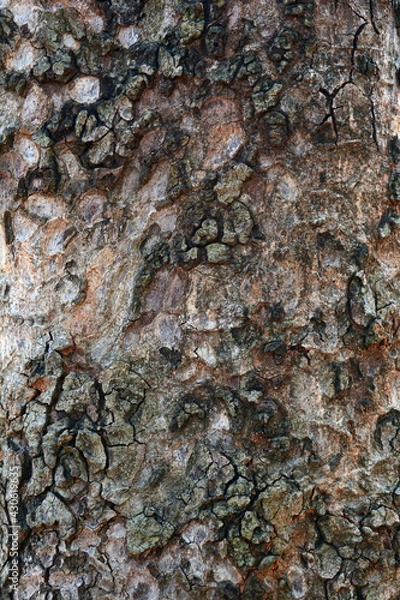 Obraz the rought grey skin of old big tree