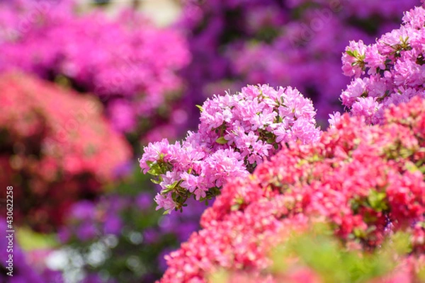 Obraz つつじの花