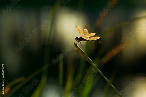 Obraz Dragonfly on a Pond Plantduring Sunset