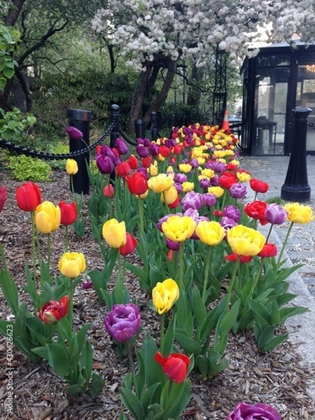 Obraz New York tulips