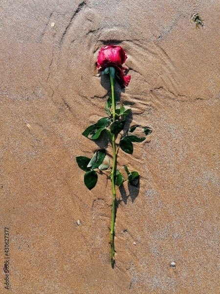 Obraz red rose on the wall