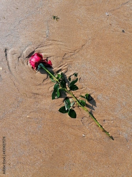 Obraz red rose on the ground