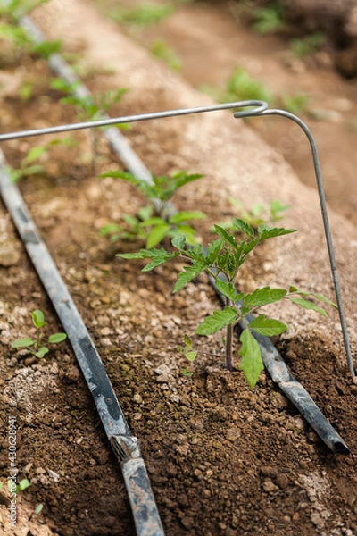 Obraz A newly transplated tomato seedling in the garden with wire trellis and irrigation drippers.
