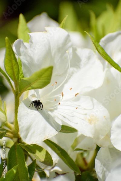 Obraz つつじの花