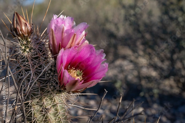 Obraz Blooming magenta hedgehog cactus, Echinocereus, flower
