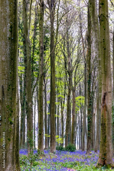 Fototapeta View of the Bluebells emerging in Wepham Wood