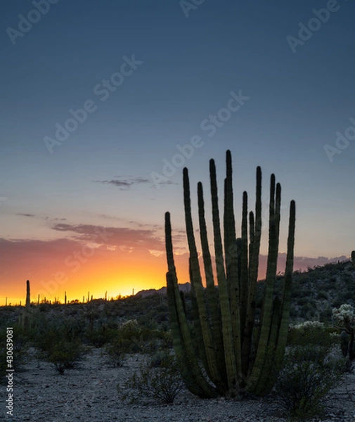 Obraz Sunset in the Organ Pipe Cactus National Monument
