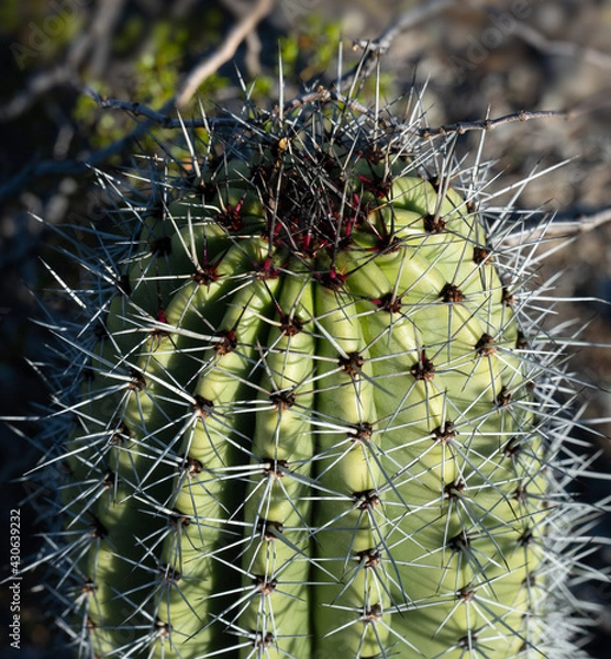 Obraz Close view of the scarlet and grey spines on an organ pipe cactus (Stenocereus thurberi) apical meristem
