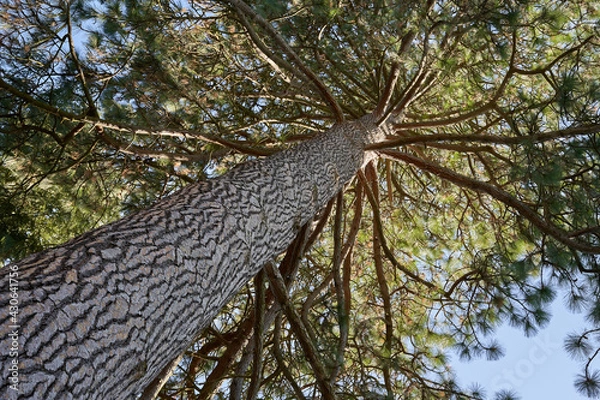 Fototapeta Monumental pine tree (pinus ponderosa) from below. Big stem with brown branches an many green twigs. Up view.