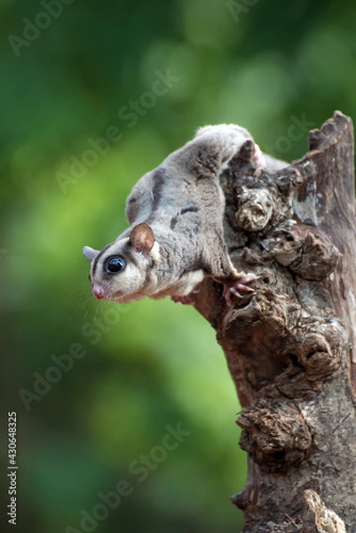 Fototapeta Sugar glider ( Petaurus breviceps ) on the tree branch
