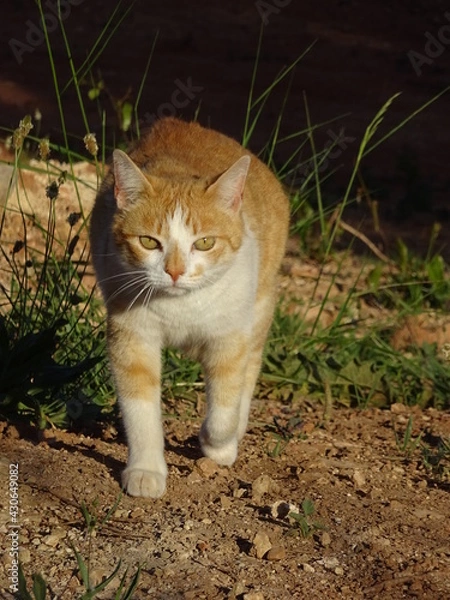 Obraz Ginger and white cat walking and looking