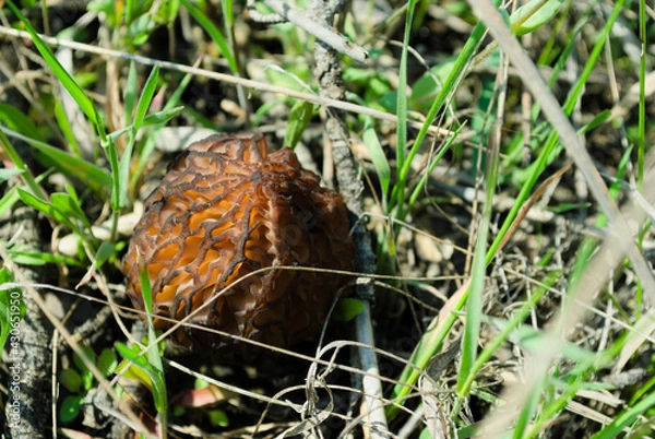 Obraz Wavy mushroom in dry and green grass