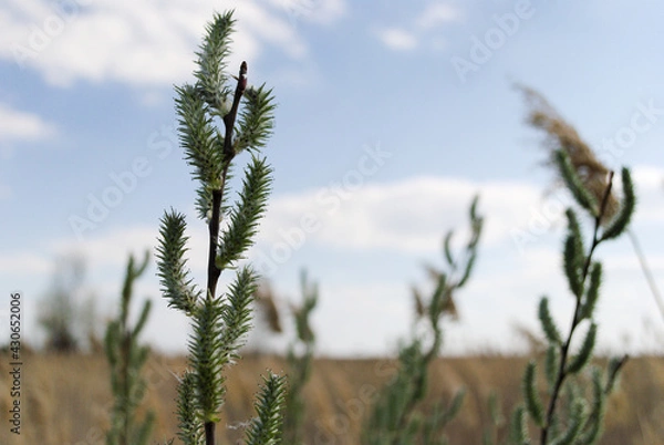 Obraz Fluffy green inflorescences against the background of the field and the azure sky
