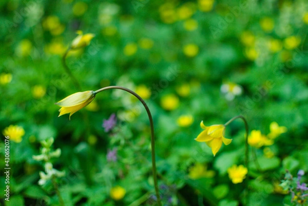 Obraz The first buds of forest tulips, which have not yet blossomed, against the background of a whole meadow