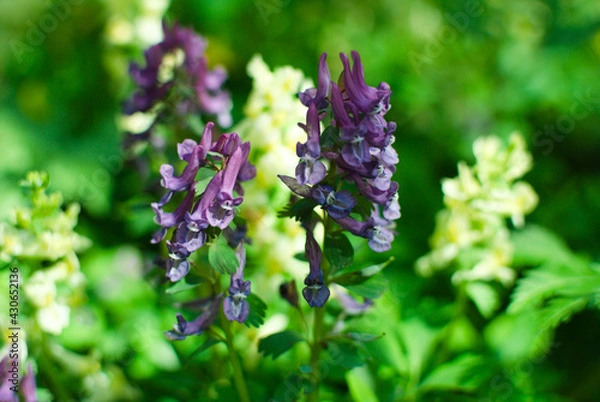 Obraz Branches of spring forest flowers in purple and white